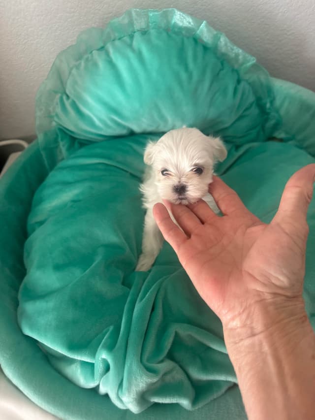 Maltese Puppies Akc very tiny 702-336-6282 media 5