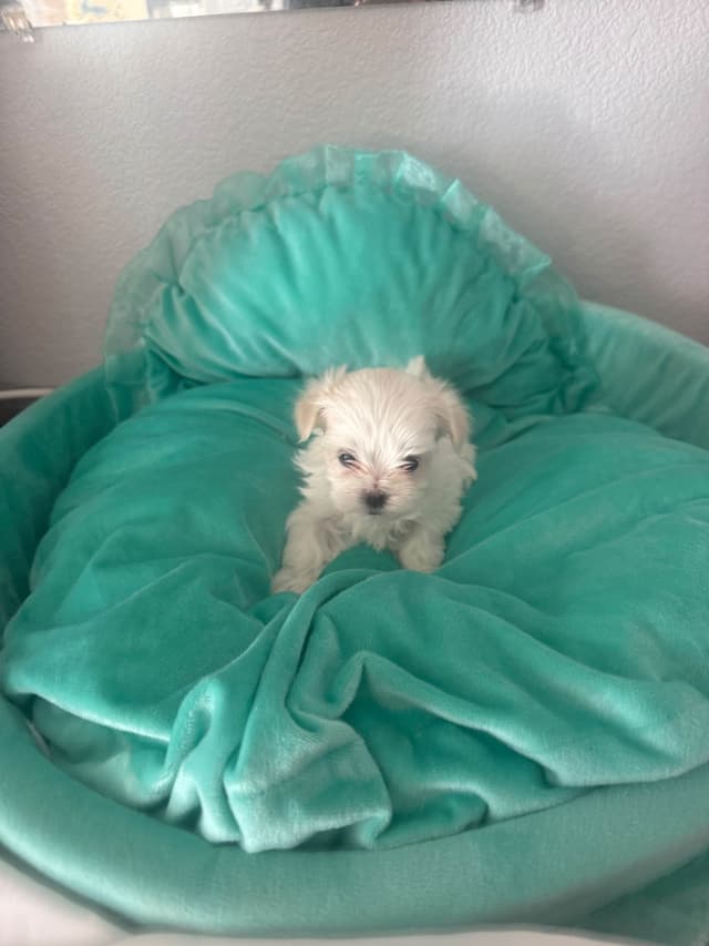 Maltese Puppies Akc very tiny 702-336-6282 media 6