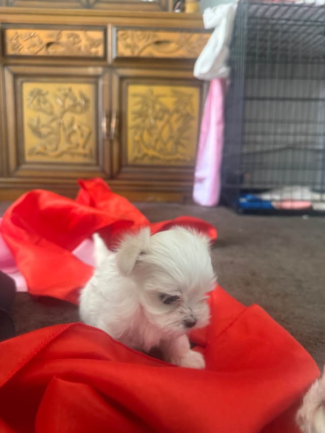 Maltese Puppies Akc very tiny 702-336-6282 media 7