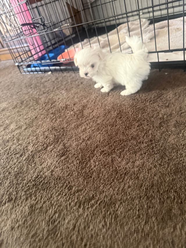 Maltese Puppies Akc very tiny 702-336-6282 media 8