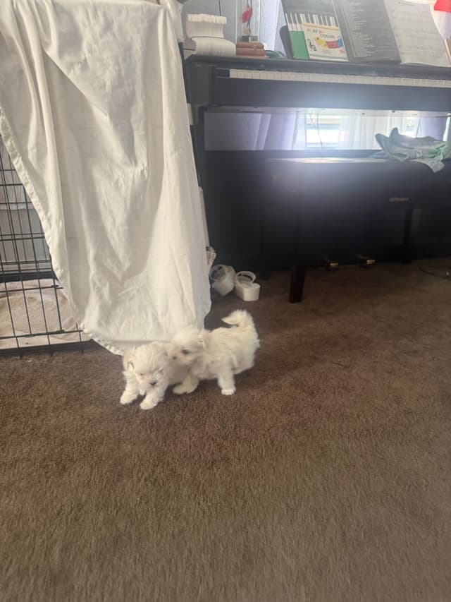 Maltese Puppies Akc very tiny 702-336-6282 media 9