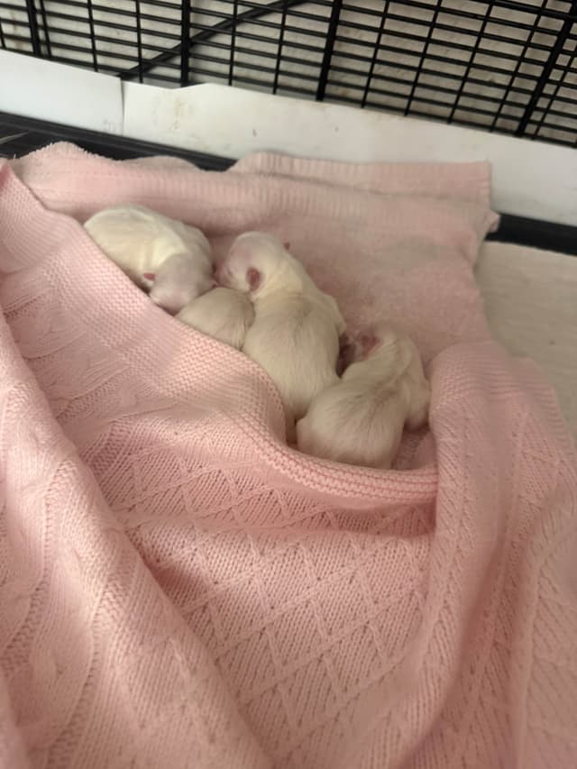 Maltese Puppies Akc tiny champion background  702/336/6282 media 2