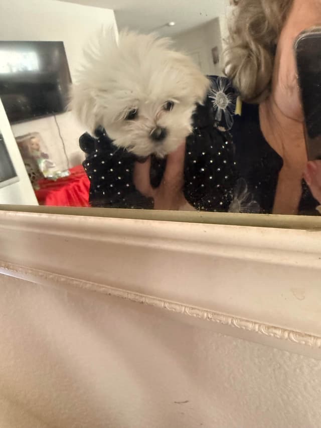 Maltese Puppies Akc very tiny 702-336-6282 media 10