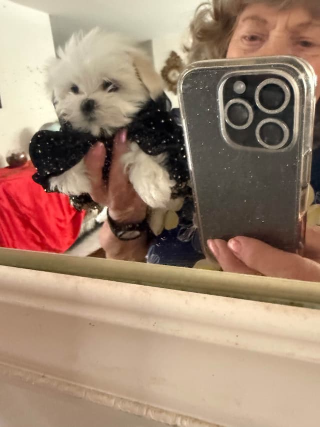 Maltese Puppies Akc very tiny 702-336-6282 media 11