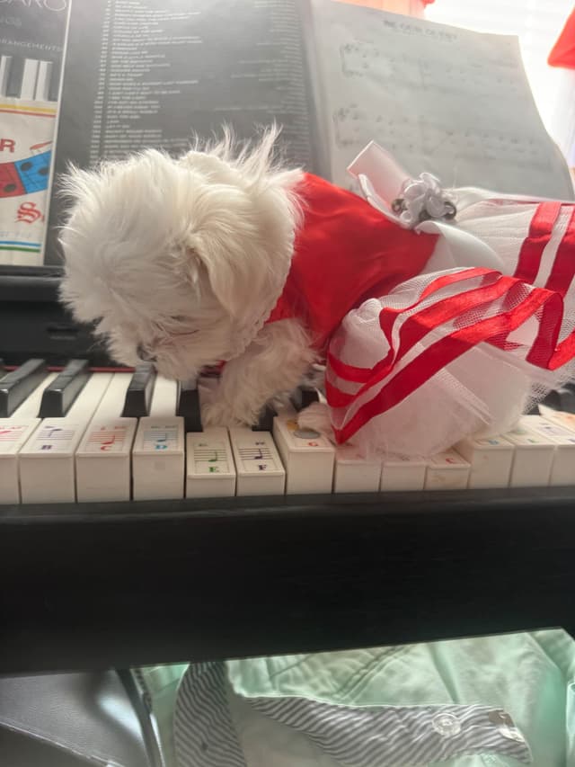 Maltese Puppies Akc very tiny 702-336-6282 media 12