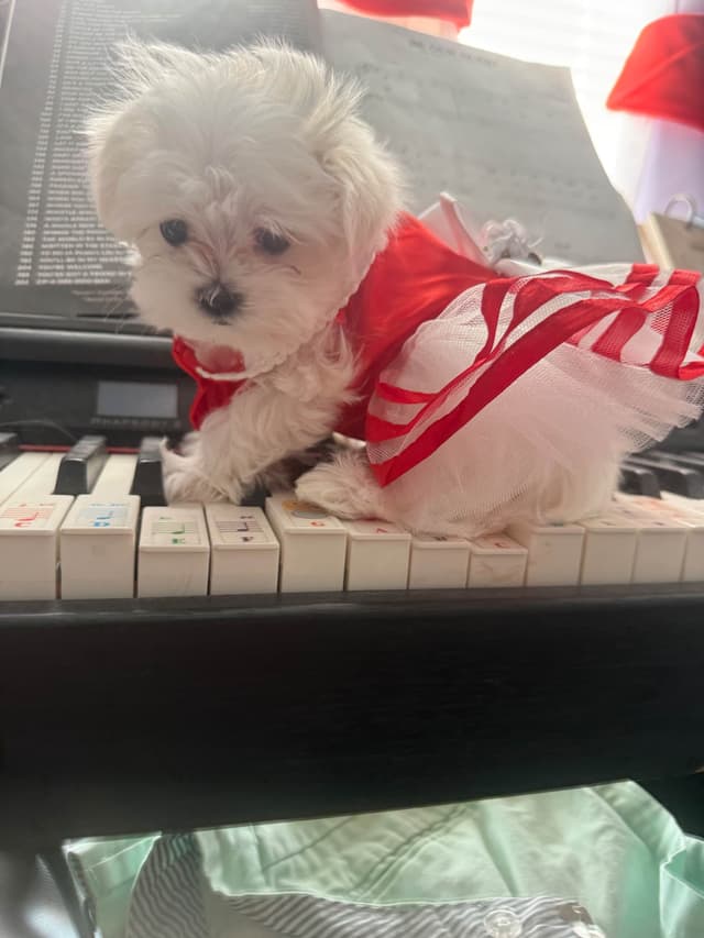 Maltese Puppies Akc very tiny 702-336-6282 media 14