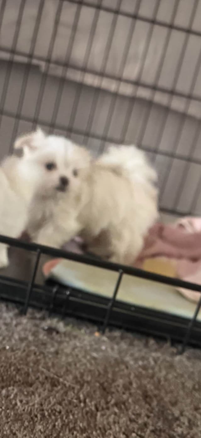 Maltese Puppies Akc very tiny 702-336-6282 media 13