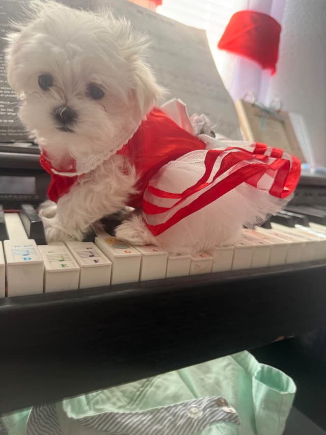 Maltese Puppies Akc very tiny 702-336-6282 media 15