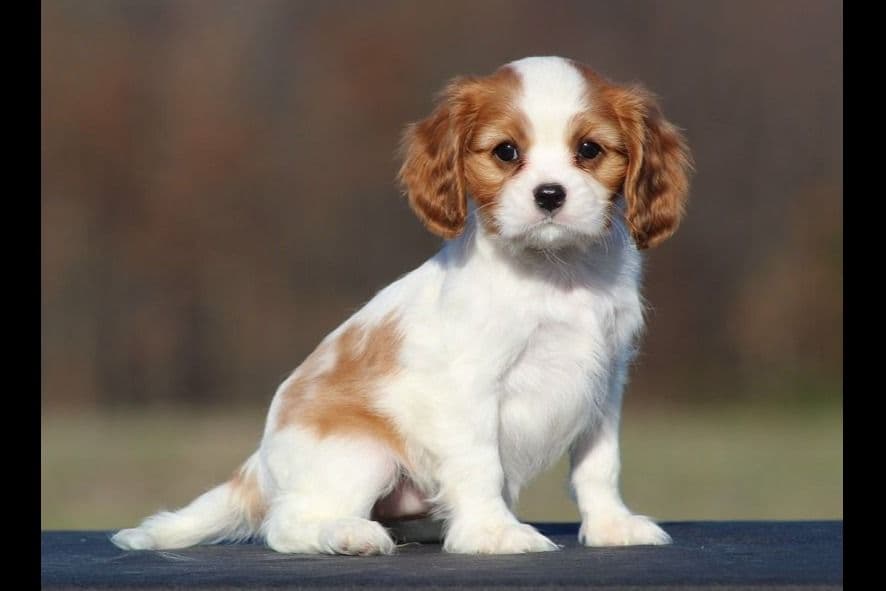 Beautiful AKC Havanese Puppies Available! breeder image 1