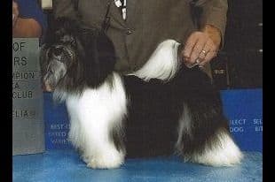 Beautiful AKC Havanese Puppies Available! breeder image 2