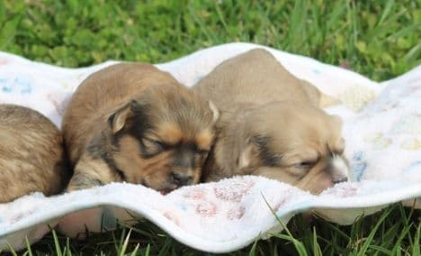 Beautiful AKC Havanese Puppies Available! media 2