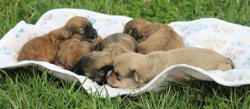 Beautiful AKC Havanese Puppies Available! media 3