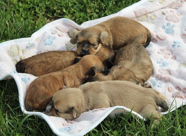 Beautiful AKC Havanese Puppies Available! media 4