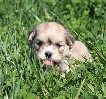 Beautiful AKC Havanese Puppies Available! media 7