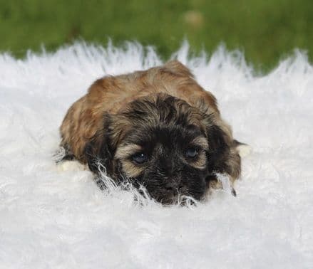 Beautiful AKC Havanese Puppies Available! media 8