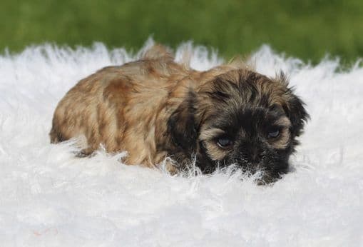 Beautiful AKC Havanese Puppies Available! media 9