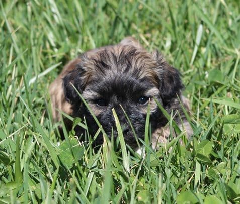 Beautiful AKC Havanese Puppies Available! media 10