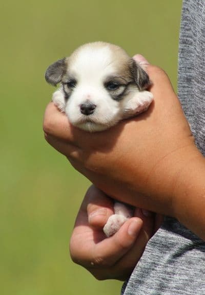 Beautiful AKC Havanese Puppies Available! media 2