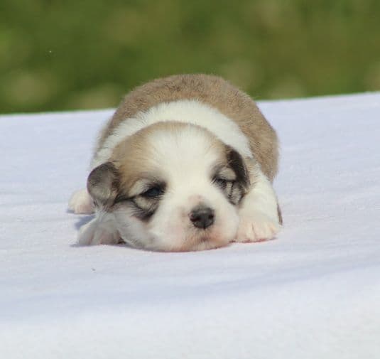 Beautiful AKC Havanese Puppies Available! media 3
