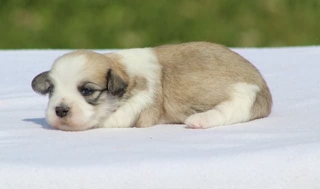 Beautiful AKC Havanese Puppies Available! media 4