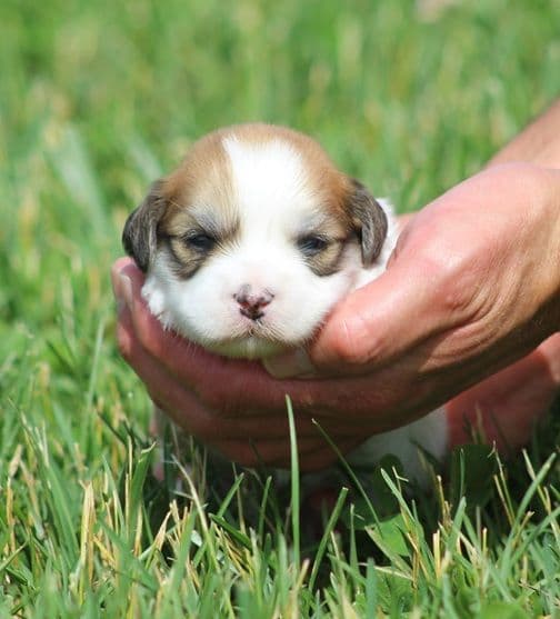 Beautiful AKC Havanese Puppies Available! media 6