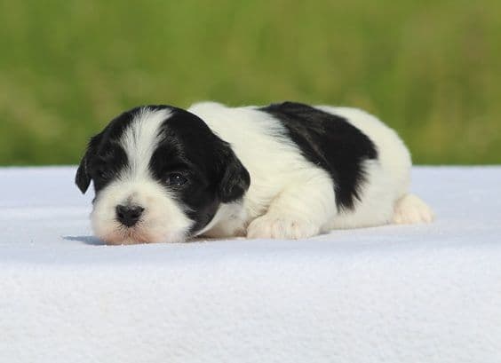 Beautiful AKC Havanese Puppies Available! media 9