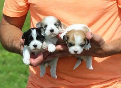 Beautiful AKC Havanese Puppies Available! media 10
