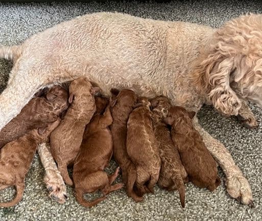 Beautiful AKC Toy Poodle Puppies Available! media 7