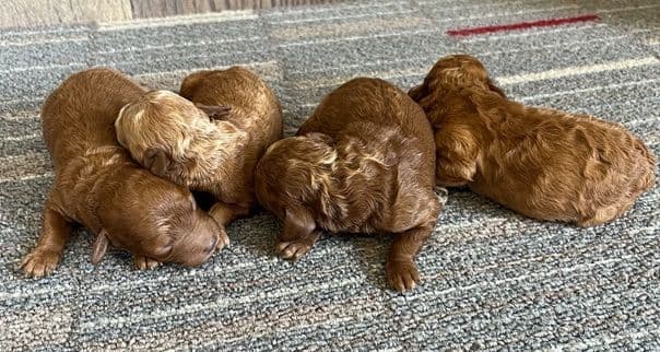 Beautiful AKC Toy Poodle Puppies Available! media 8