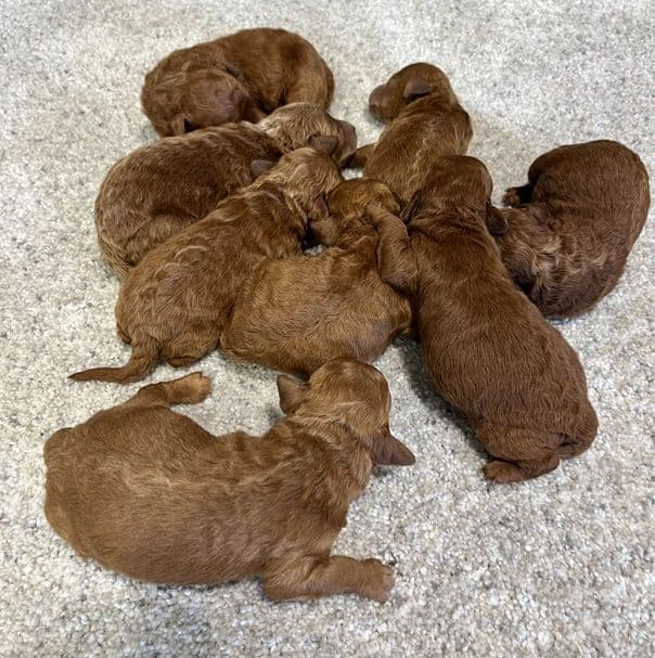 Beautiful AKC Toy Poodle Puppies Available! media 9
