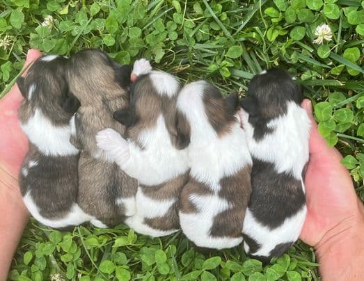 Beautiful AKC Shih Tzu Puppies Available! media 7