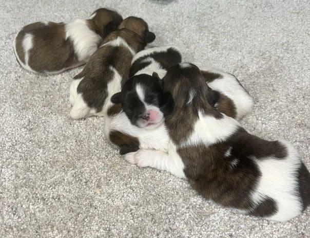 Beautiful AKC Shih Tzu Puppies Available! media 8