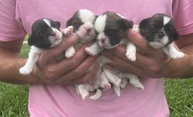 Beautiful AKC Shih Tzu Puppies Available! media 6