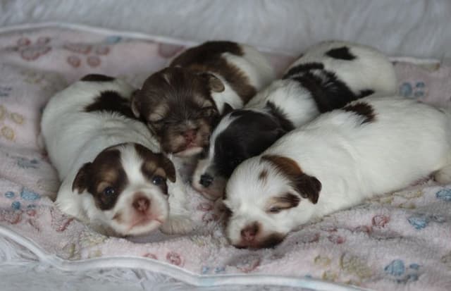 Beautiful AKC Havanese Puppies Available! media 4