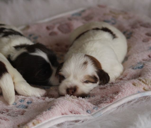 Beautiful AKC Havanese Puppies Available! media 5