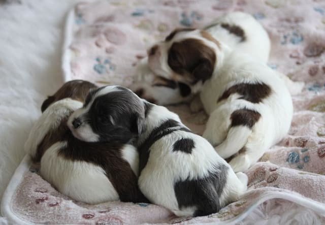 Beautiful AKC Havanese Puppies Available! media 7