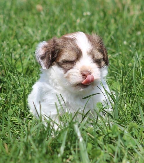 Beautiful AKC Havanese Puppies Available! media 3