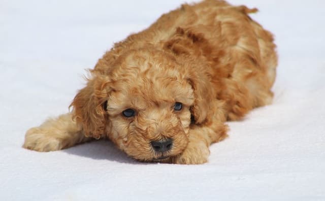 Beautiful AKC Toy Poodle Puppies Available! media 2
