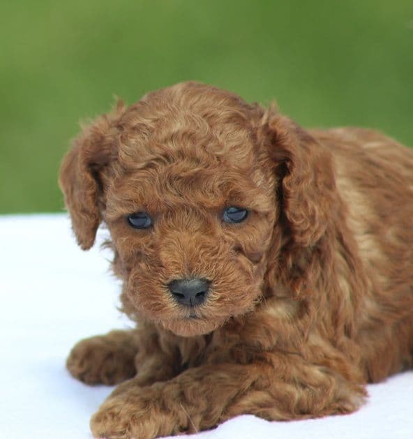 Beautiful AKC Toy Poodle Puppies Available! media 3