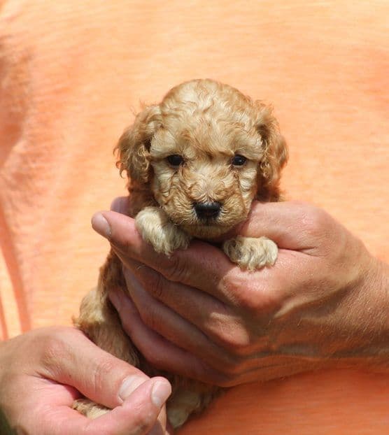 Beautiful AKC Toy Poodle Puppies Available! media 5