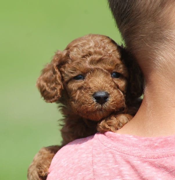 Beautiful AKC Toy Poodle Puppies Available! media 4