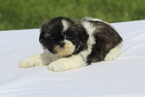 Beautiful AKC Shih Tzu Puppies Available! media 3