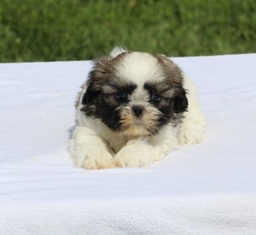 Beautiful AKC Shih Tzu Puppies Available! media 4