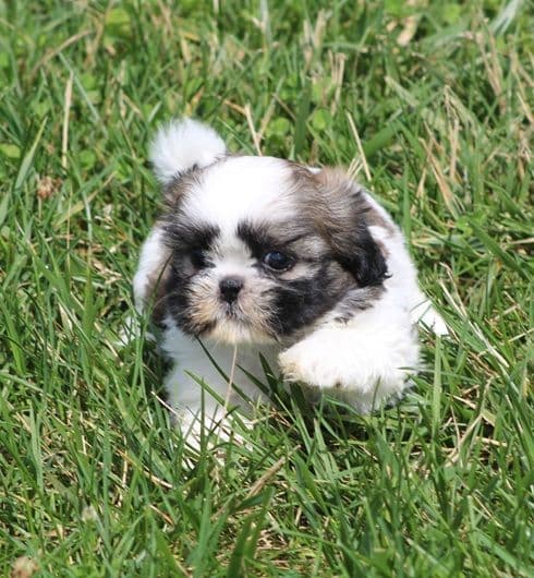 Beautiful AKC Shih Tzu Puppies Available! media 5