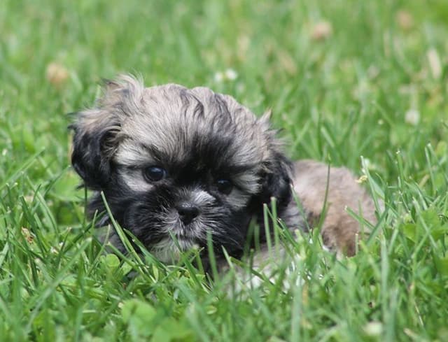 Beautiful AKC Shih Tzu Puppies Available! media 2
