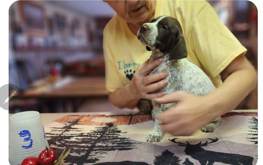 German Shorthaired Pointer Puppies breeder image 1