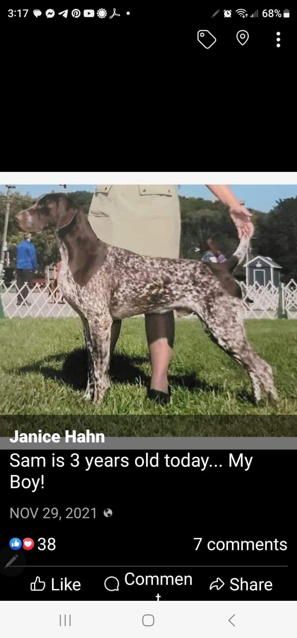 German Shorthaired Pointer Puppies breeder image 3