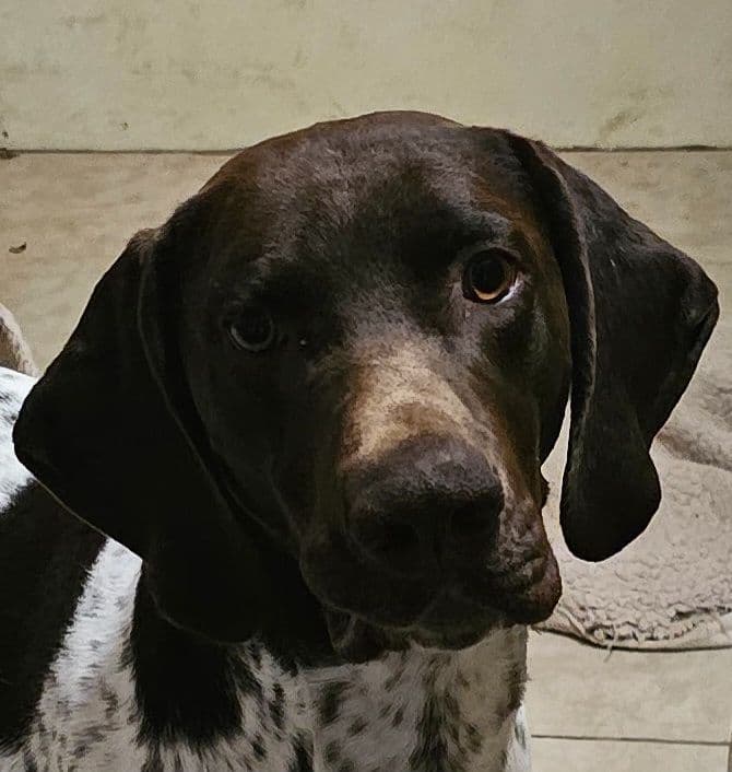 German Shorthaired Pointer Puppies breeder image 5