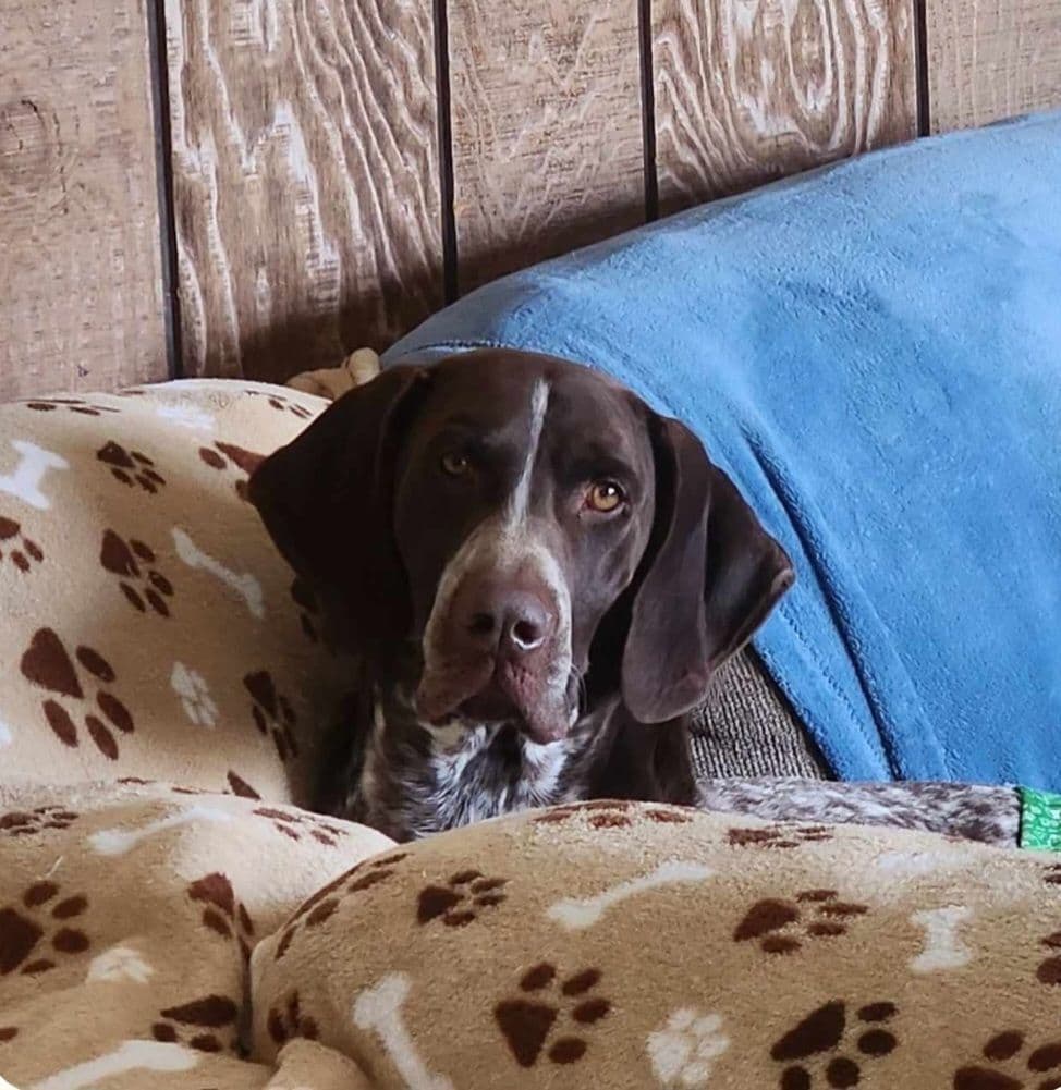 German Shorthaired Pointer Puppies breeder image 8