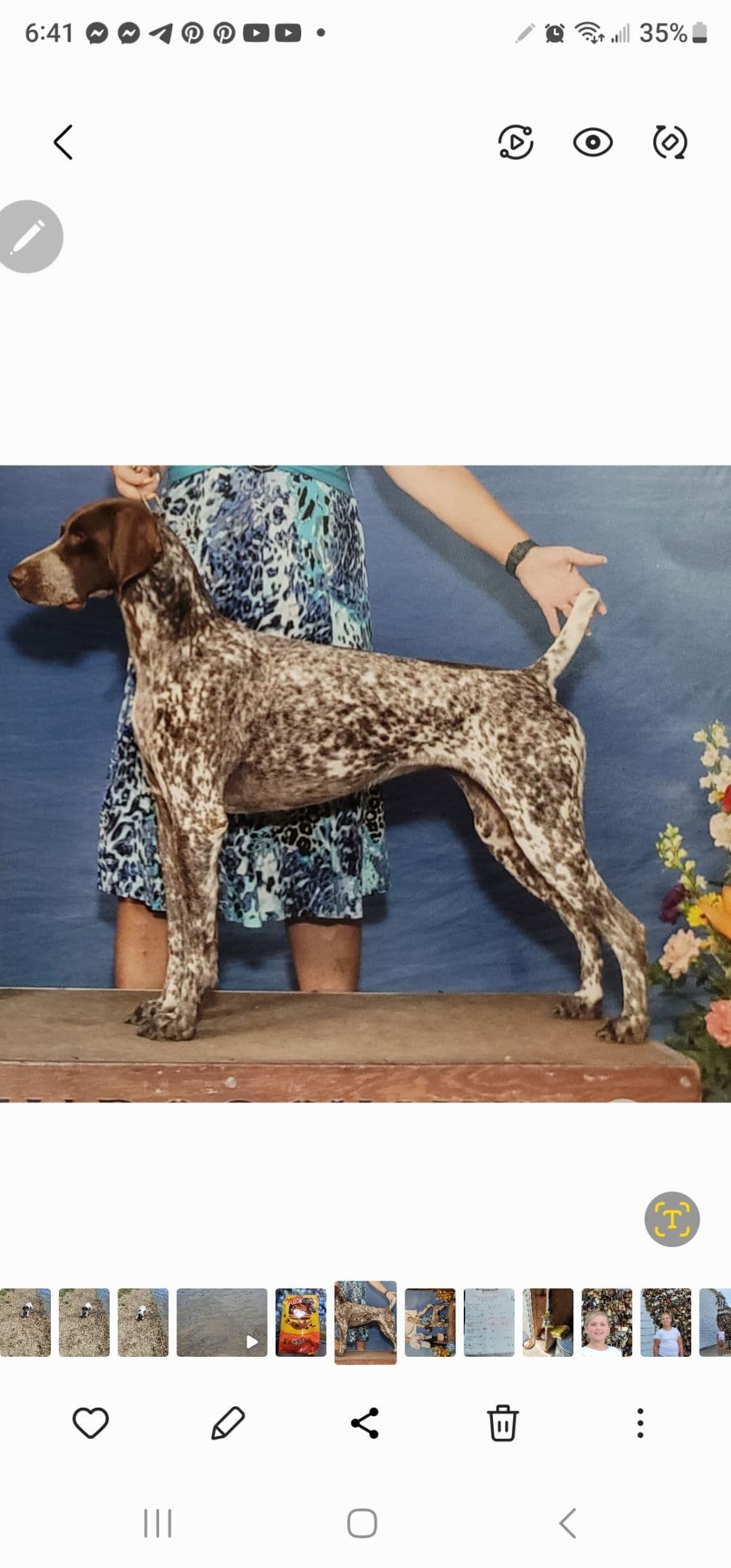 German Shorthaired Pointer Puppies breeder image 10